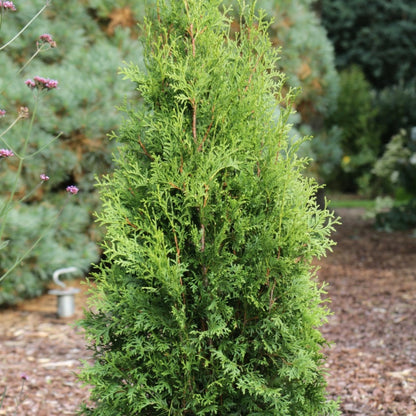 Private Jet™ Arborvitae