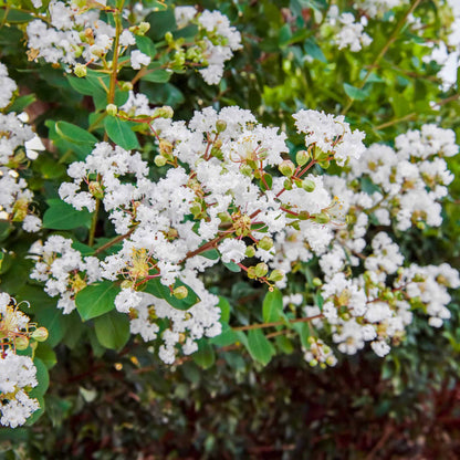 Natchez Crape Myrtle