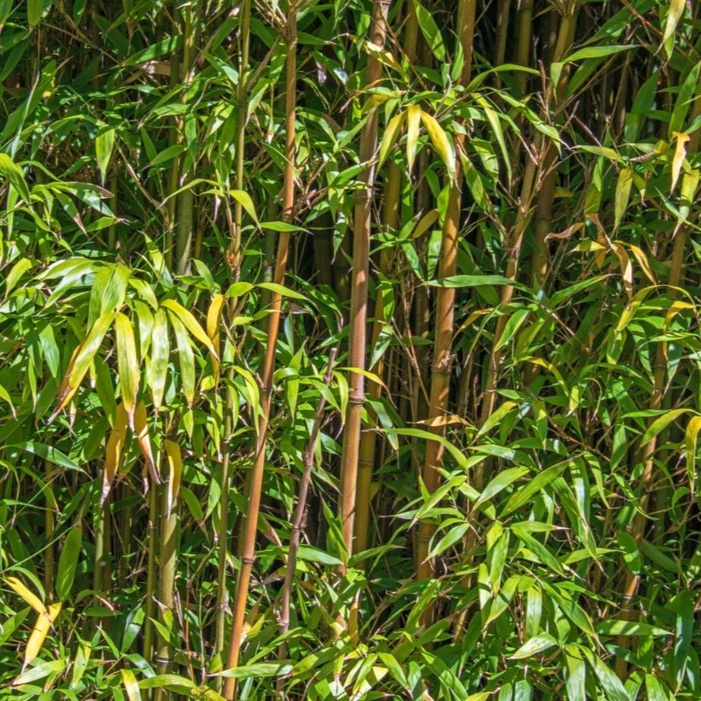 Alphonse Karr Bamboo