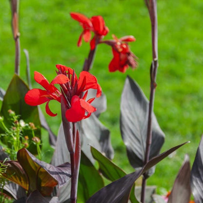 Toucan® Scarlet Canna Lily