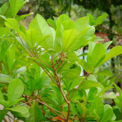 Miracle Fruit