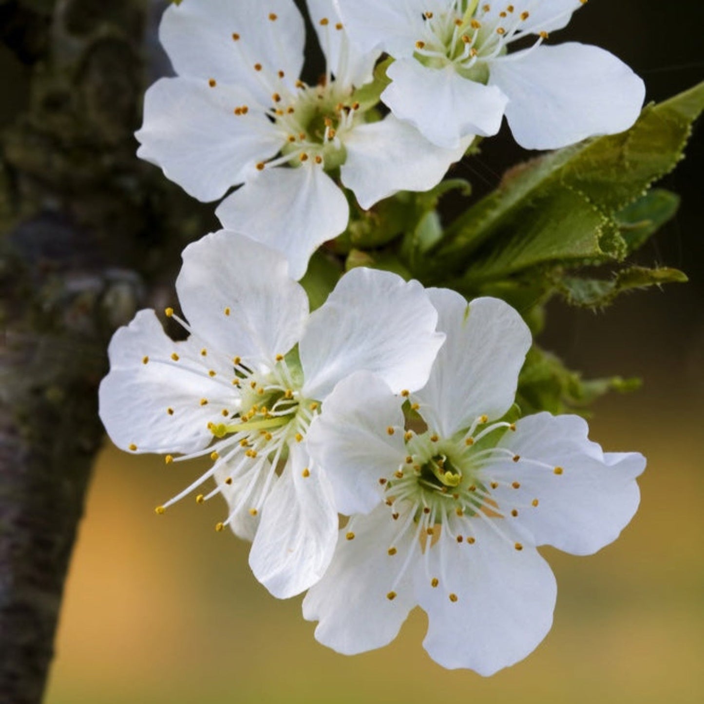 Bing Cherry Tree