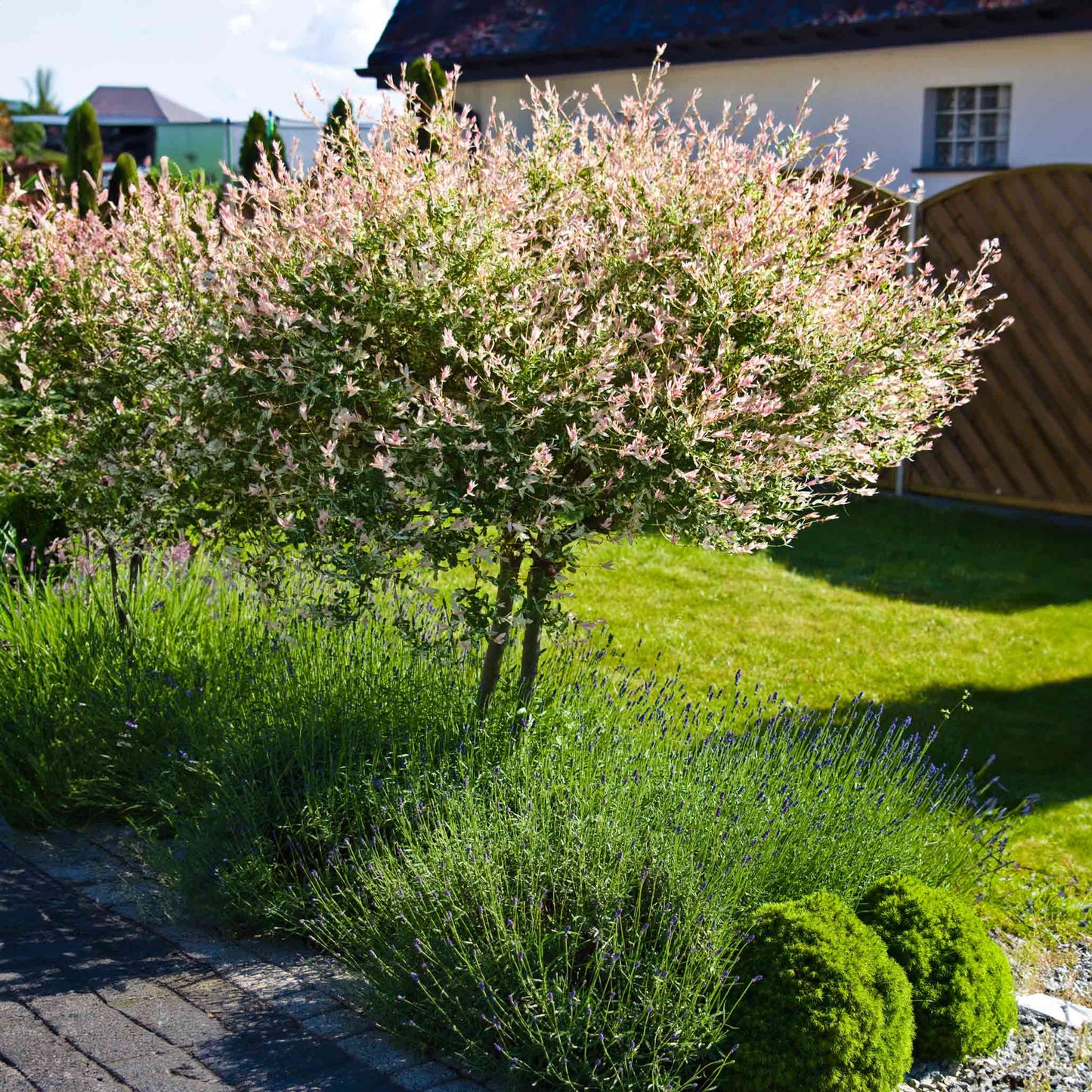 Tri-Color Dappled Willow Tree